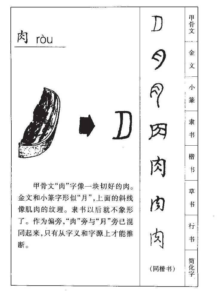 肉字字源字典