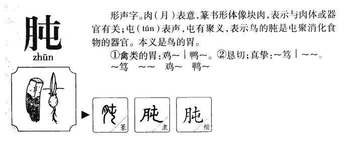 肫字字源字典