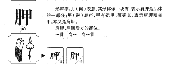 胛字字源字典