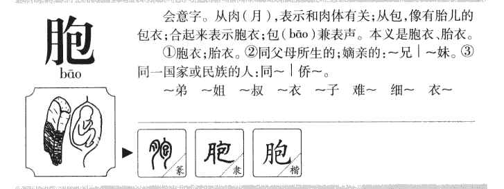 胞字字源字典