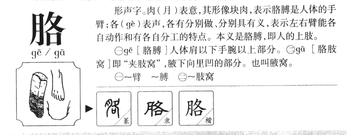 胳字字源字典