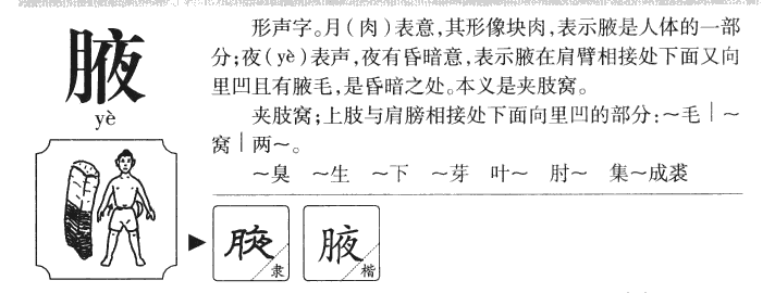 腋字字源字典