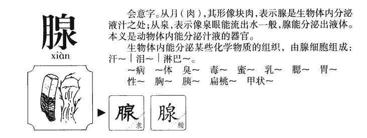 腺字字源字典