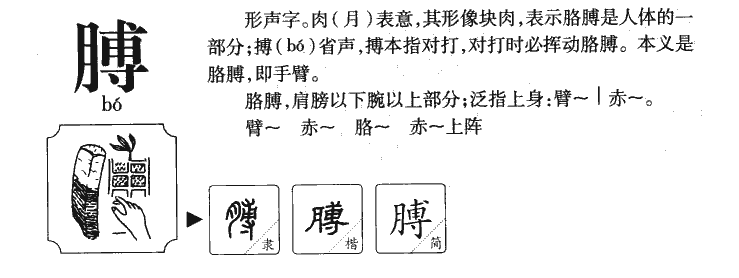 膊字字源字典